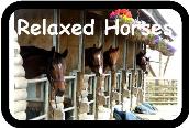 Relaxed Horses